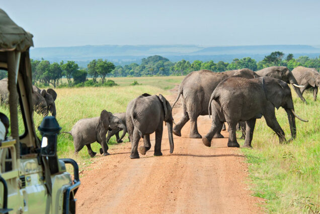 6 Days Fly-In Safari To Tarangire, Lake Manyara, Serengeti and Ngorongoro Crater From Zanzibar