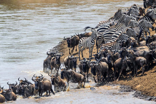 5 Days Fly-In Safari To Tarangire, Lake Manyara, Serengeti and Ngorongoro Crater From Zanzibar