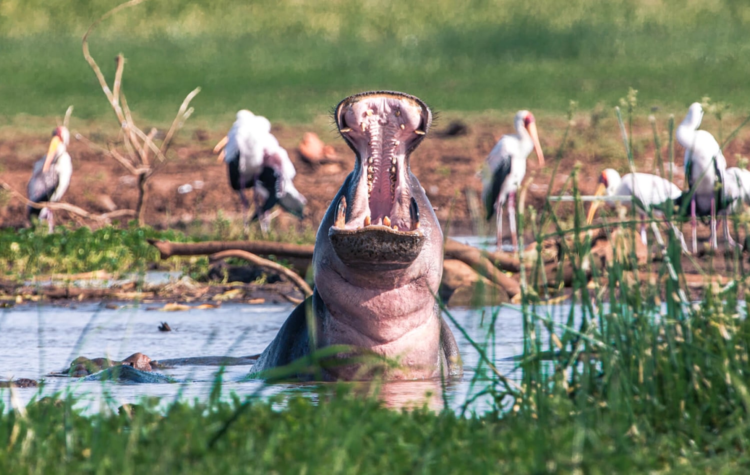 Lake Manyara National Park 03-min