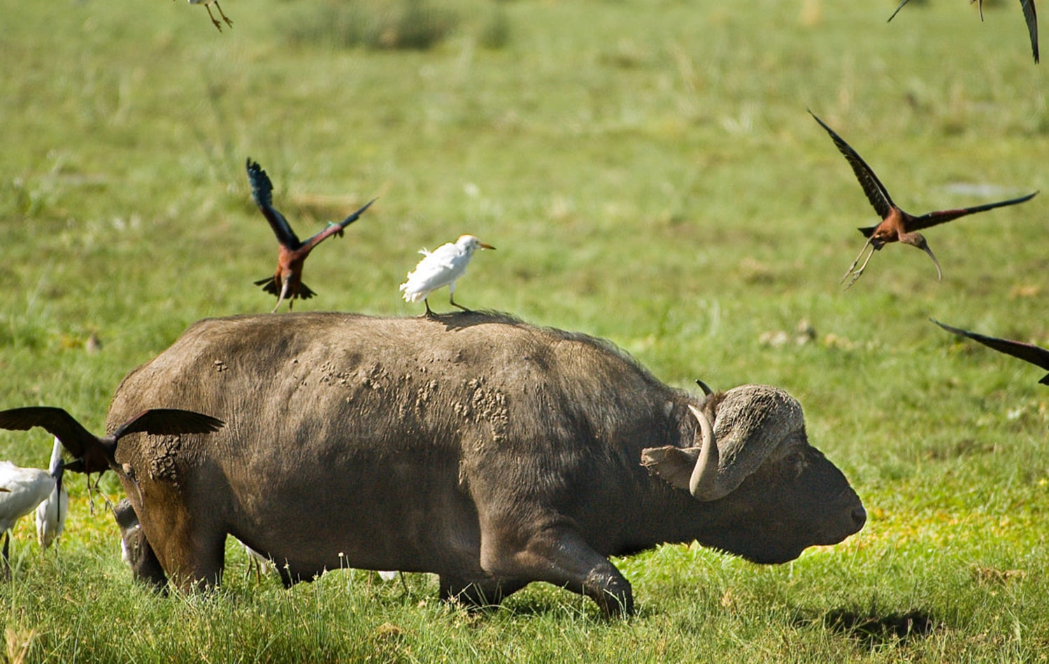 Lake Manyara National Park 06-min