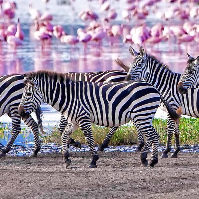 Lake Manyara National Park