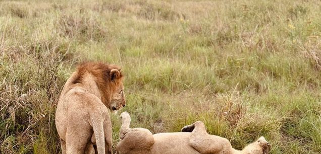 Mikumi National Park