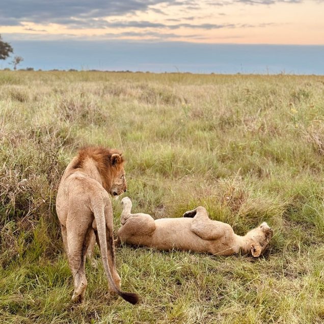 Mikumi National Park