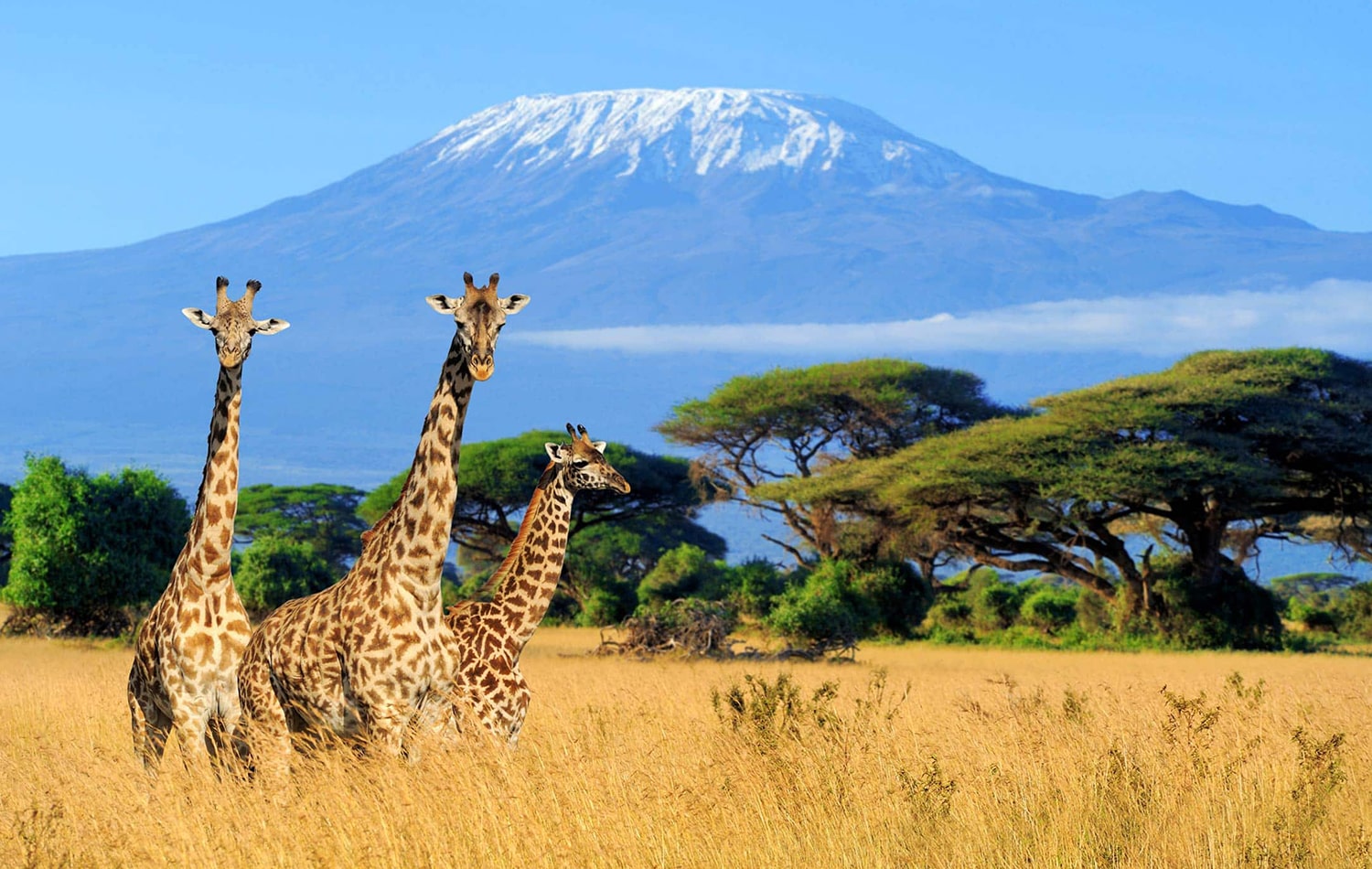 Mount Kilimanjaro 06-min