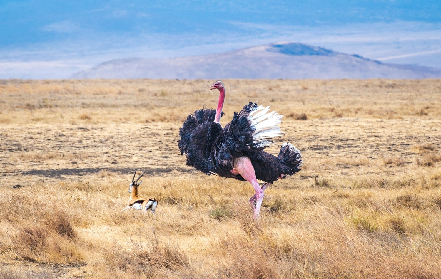 Ngorongoro Crater 08-min