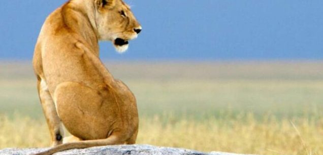 Ngorongoro Conservation Area