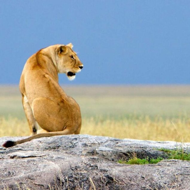 Ngorongoro Conservation Area