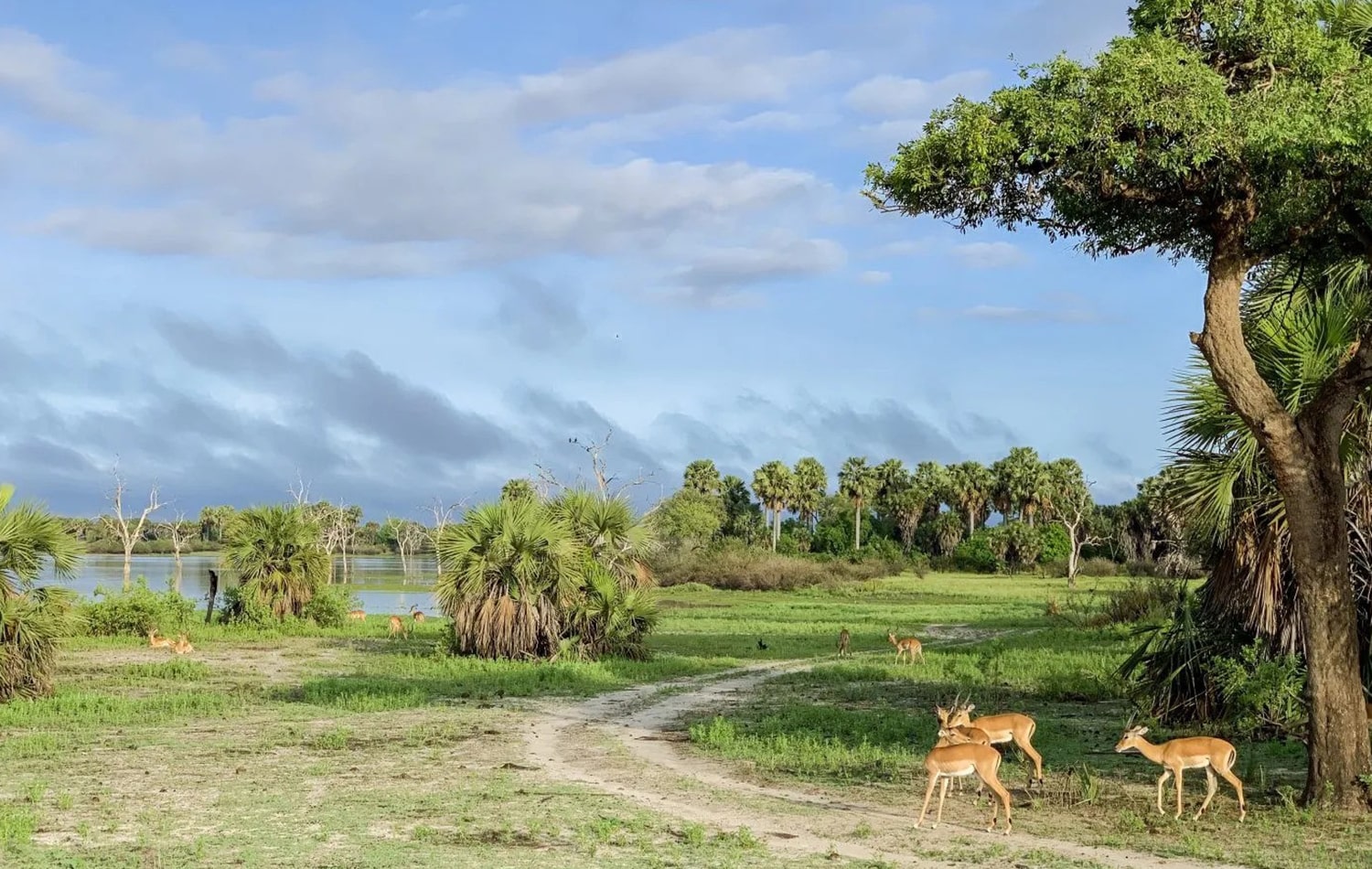 Selous Game Reserve 02-min