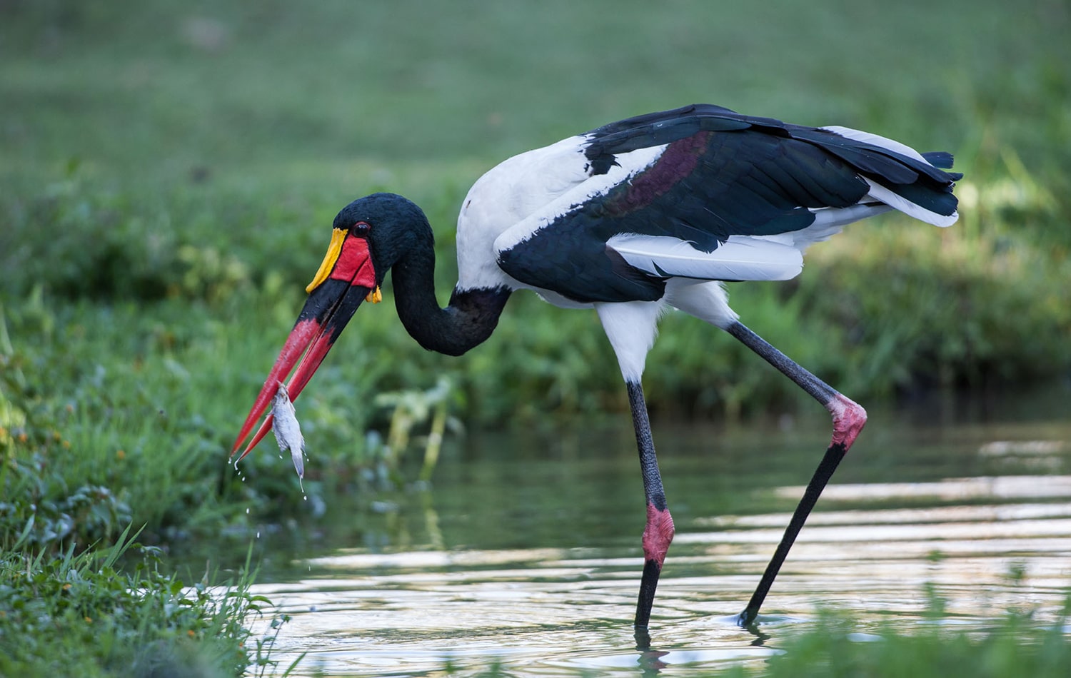 Selous Game Reserve 04-min