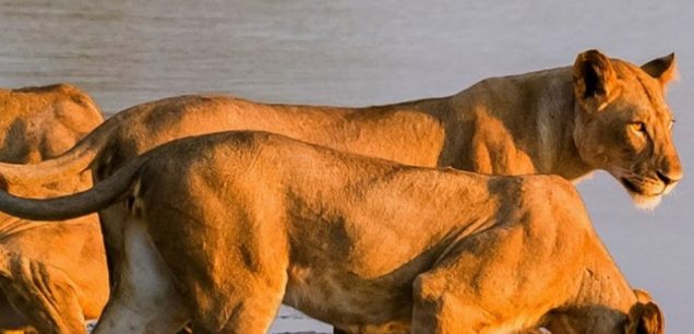 Selous Game Reserve