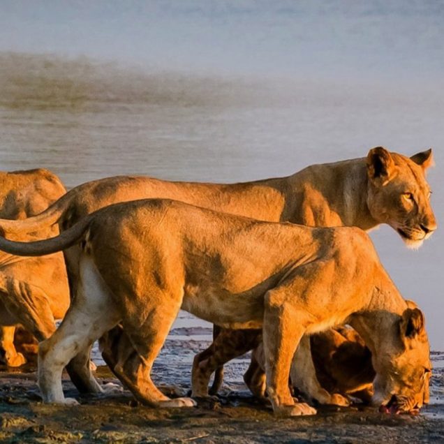Selous Game Reserve