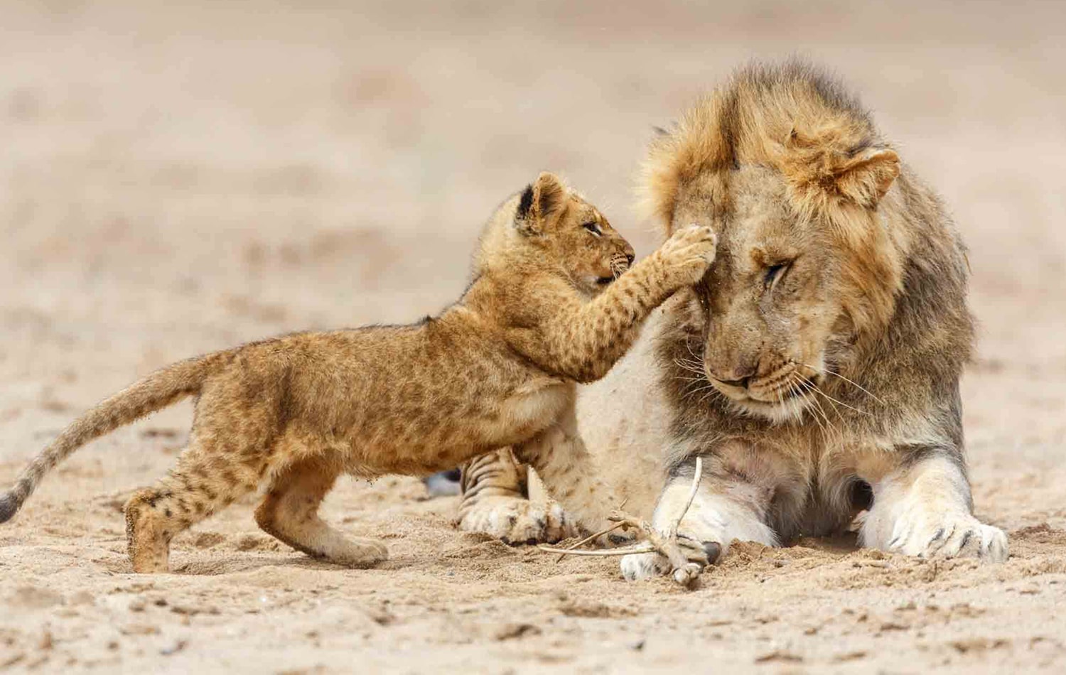 Serengeti National Park 05-min