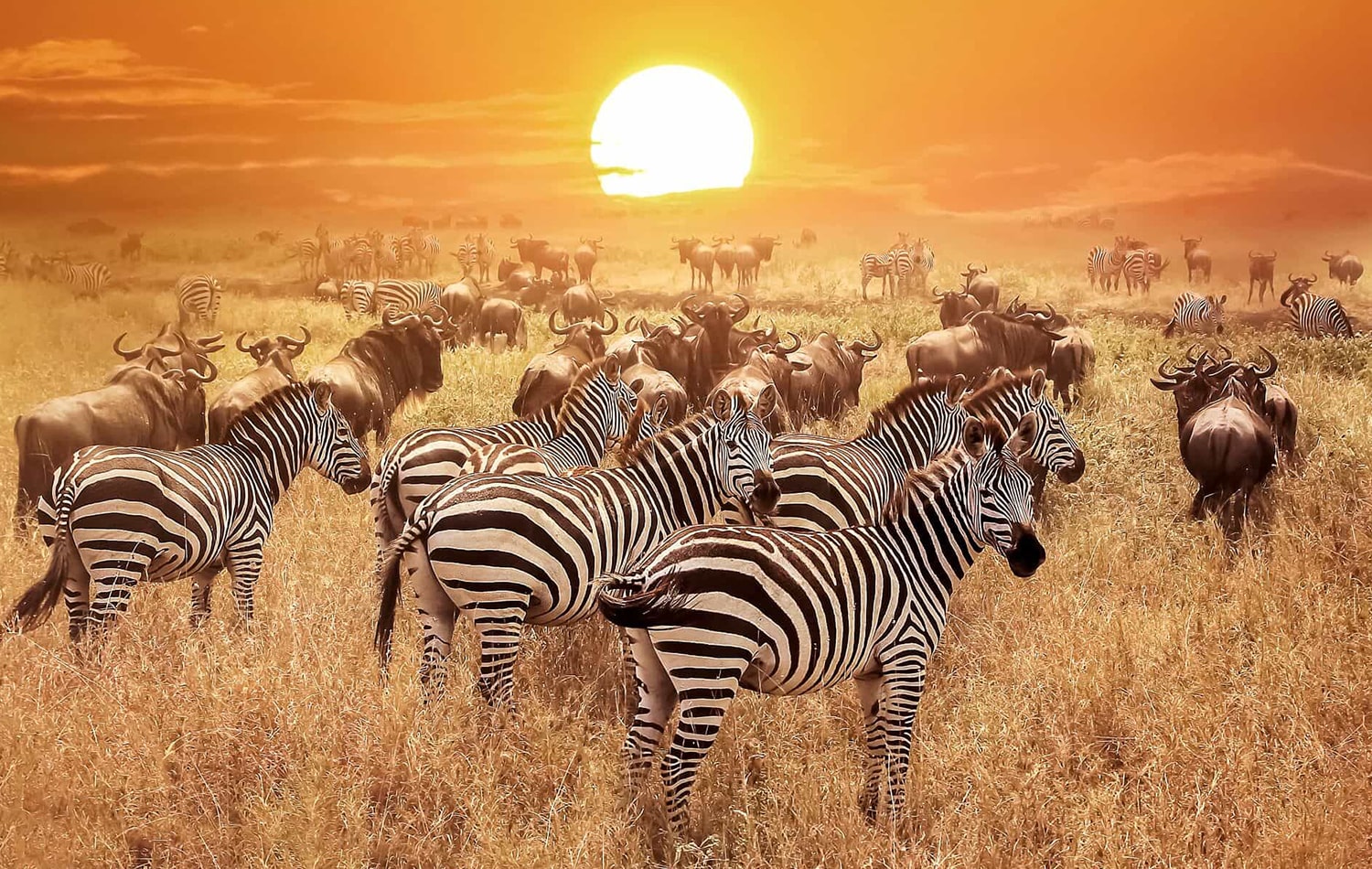 Serengeti National Park 08-min