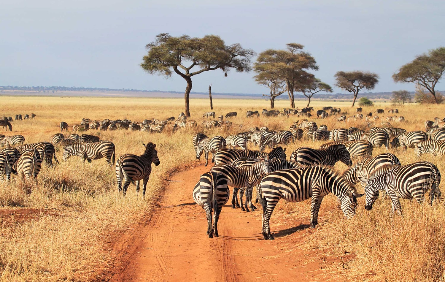 Tarangire National Park 01-min