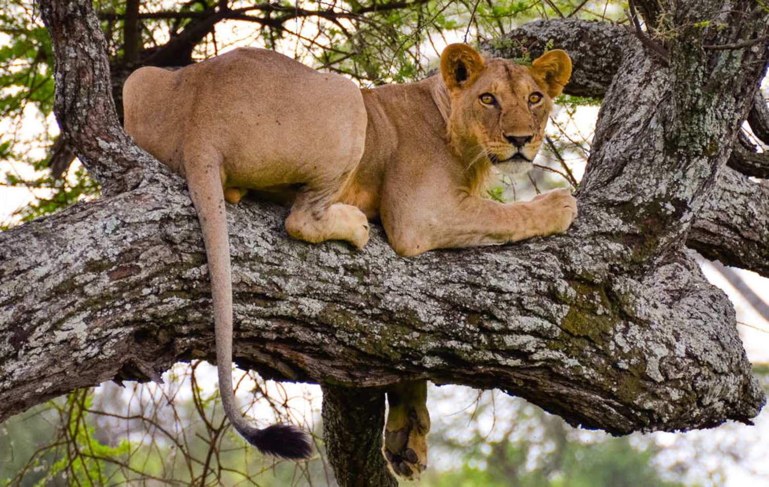 Tarangire National Park 03-min