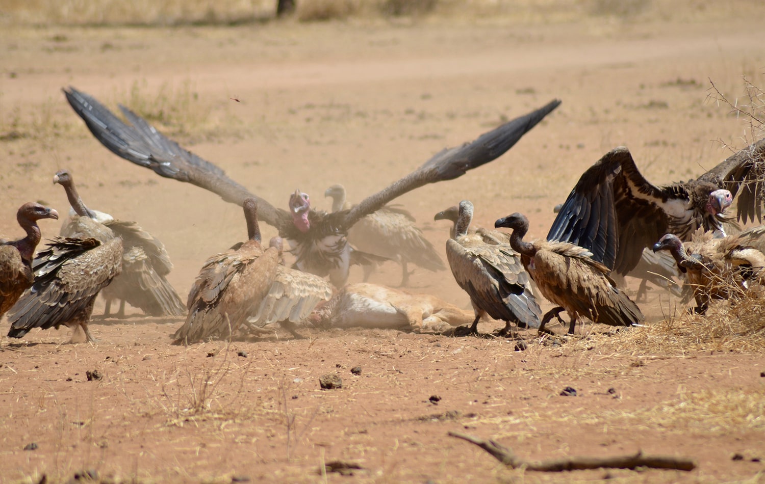 Tarangire National Park 04-min