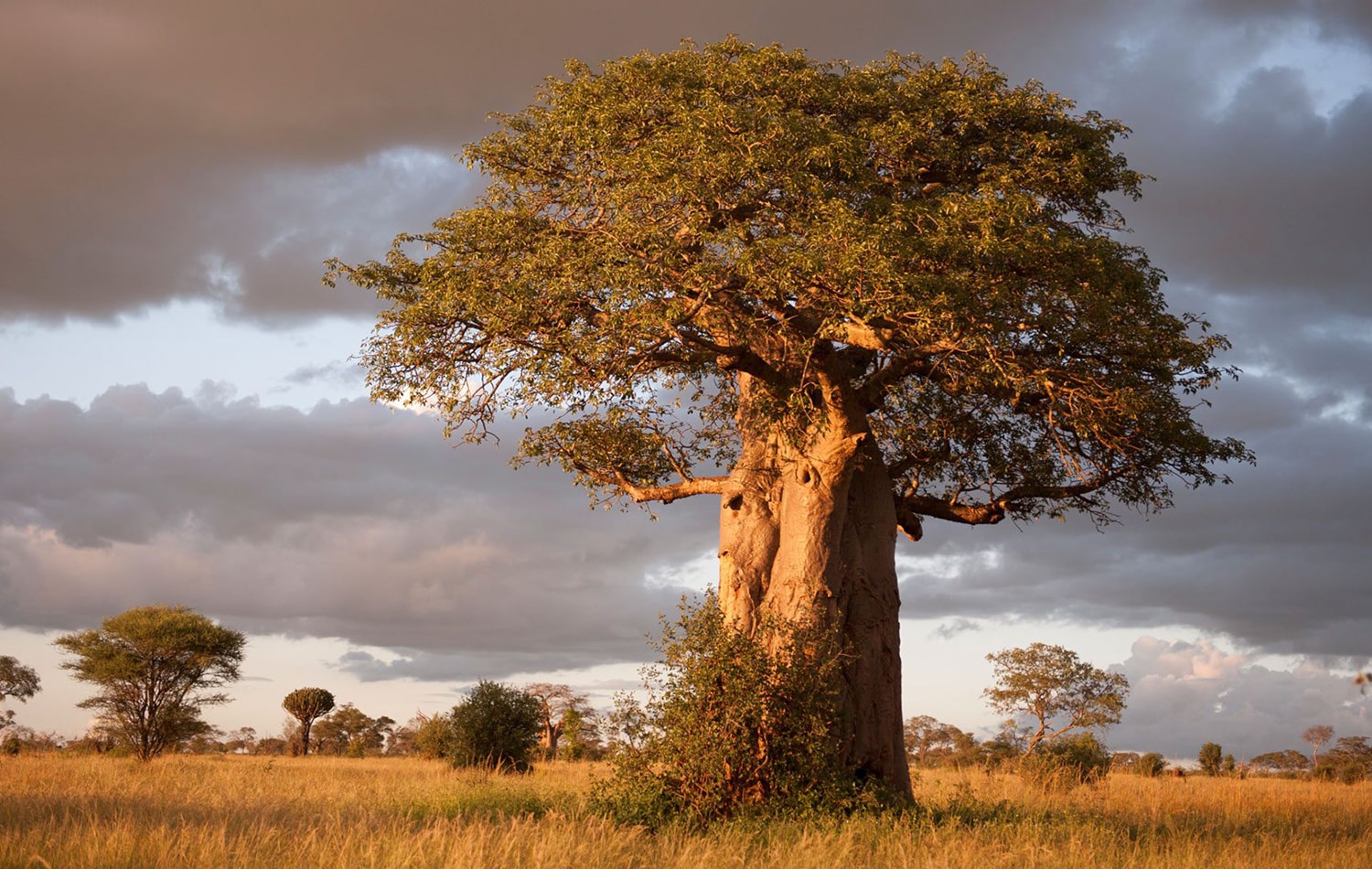 Tarangire National Park 05-min