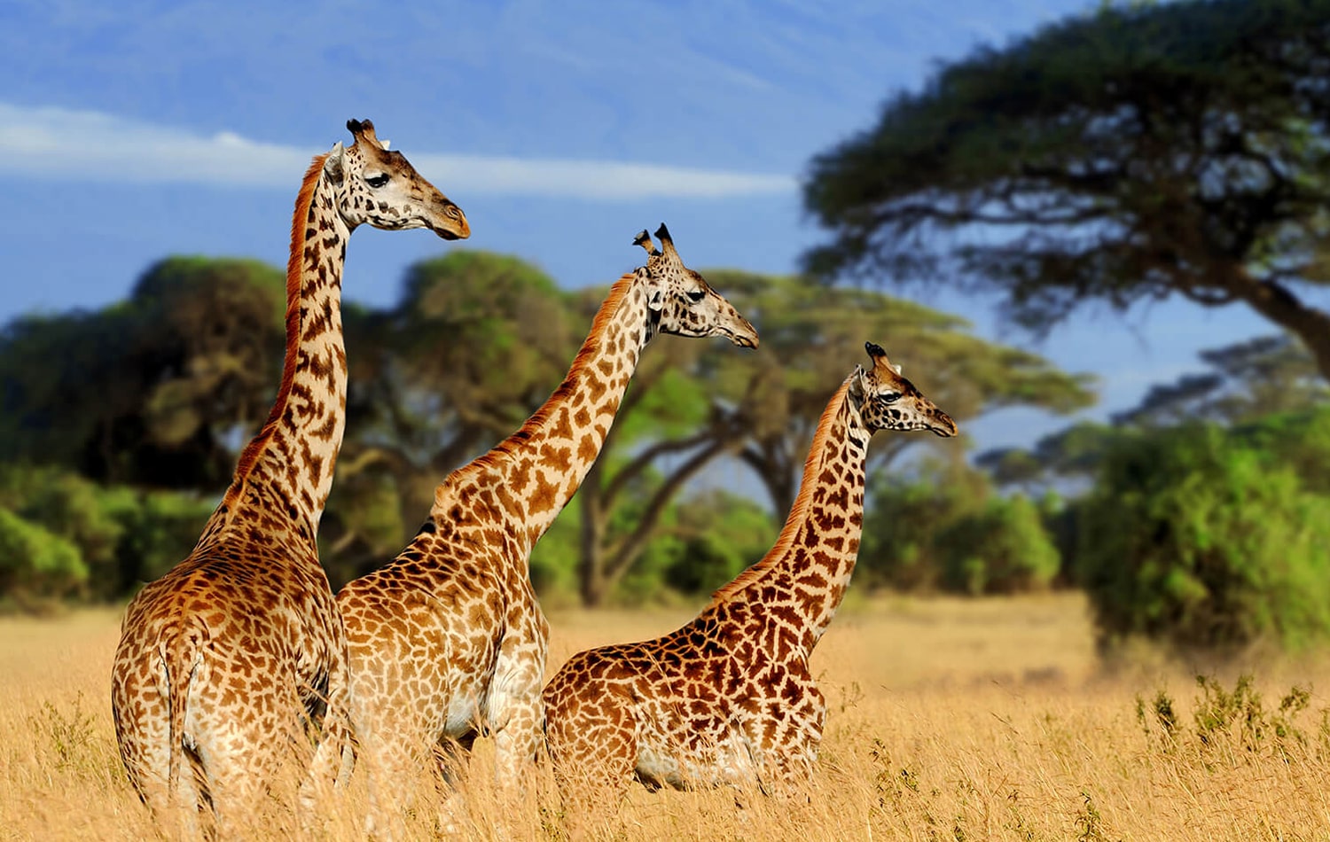 Tarangire National Park 07-min