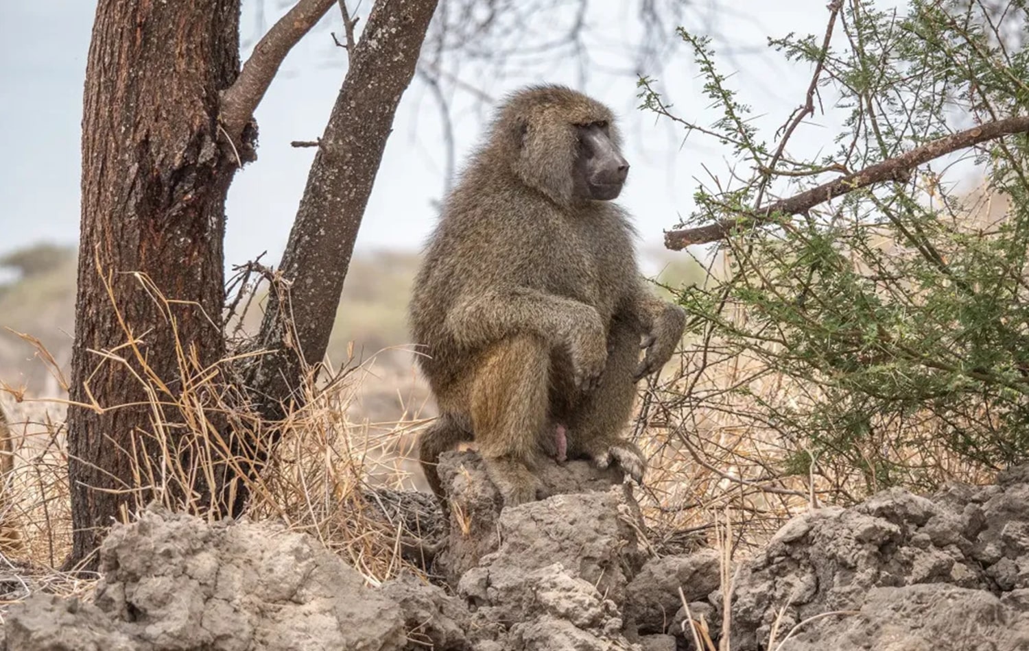 Tarangire National Park 08-min